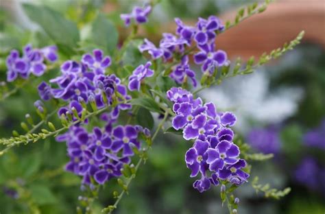 夏天適合種什麼花|什麼花在夏天開？百合、曇花、向日葵、睡蓮、蘭花、三色堇與桔。